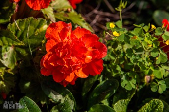 CarpRiverGarden-Negaunee-2023-31