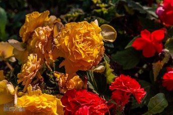 CarpRiverGarden-Negaunee-2023-32