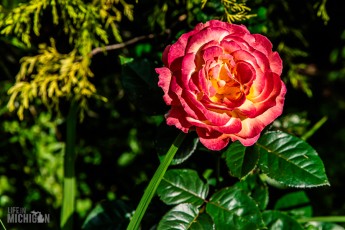 CarpRiverGarden-Negaunee-2023-9