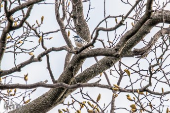 Cerulean Warbler Tour - Hastings 2026