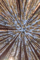 Detach-Primitive-Rockford-2022-13