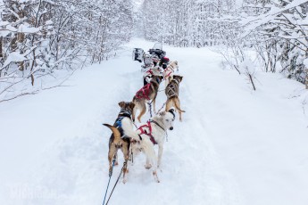 Dogsledding Munising - U.P. Winter - 2014 -10