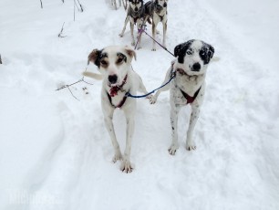 Dogsledding Munising - U.P. Winter - 2014 - 20