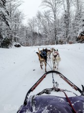 Dogsledding Munising - U.P. Winter - 2014 - 21