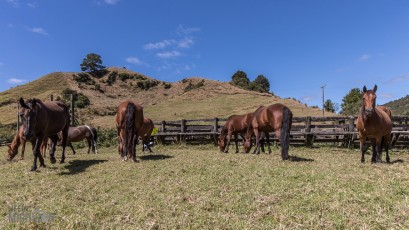 Forgotten-Highway-New-Zealand-37