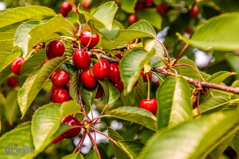 Grand-Traverse-Lighthouse-Keepers-101