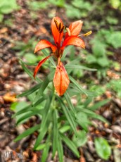 Grand-Traverse-Lighthouse-Keepers-103