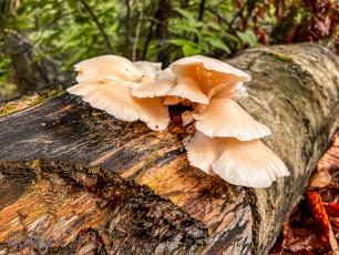 Grand-Traverse-Lighthouse-Keepers-104