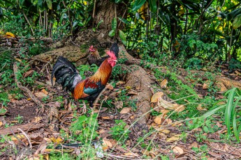 Hawaii-Kauai-Week1-2024-127
