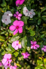 Hawaii-Kauai-Week1-2024-134