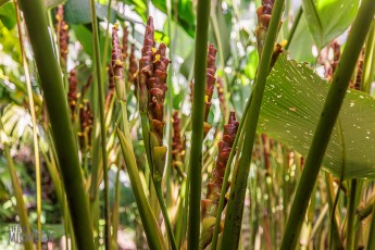 Hawaii-Kauai-Week1-2024-162