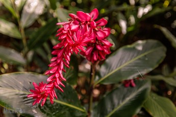 Hawaii-Kauai-Week1-2024-164