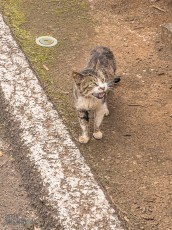 Hawaii-Kauai-Week1-2024-189
