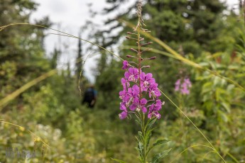 Isle Royale-117