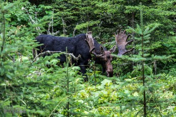 Isle Royale