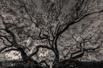 Jacksonville-St-Augustine-FL-2026-5