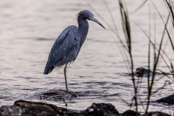 Jacksonville-St-Augustine-FL-2026-97