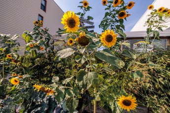 Lake-Superior-Circle-Tour-Duluth-52