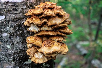 Lake-Superior-Circle-Tour-Duluth-6