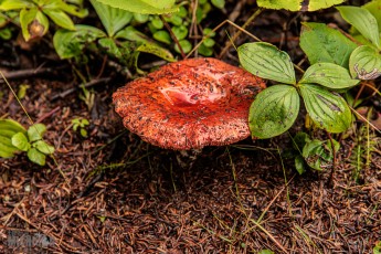 Lake-Superior-Circle-Tour-Thunder-Bay-20