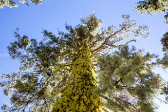Lassen Volcanic National Park - 2014