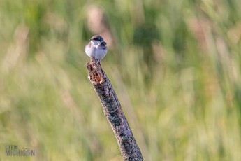 Manistee-Area-Birds-2026-11