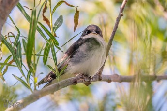 Manistee-Area-Birds-2026-13