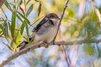 Manistee-Area-Birds-2026-14