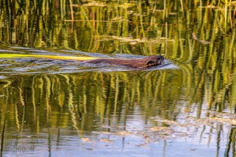Manistee-Area-Birds-2026-15