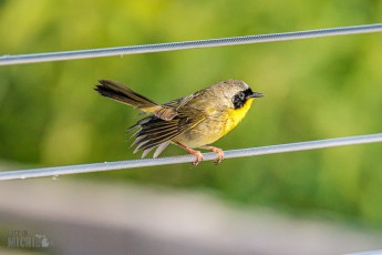 Manistee-Area-Birds-2026-16