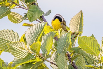 Manistee-Area-Birds-2026-18