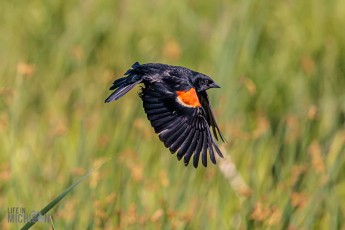 Manistee-Area-Birds-2026-24