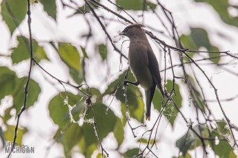 Manistee-Area-Birds-2026-42