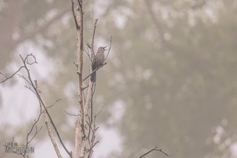 Manistee-Area-Birds-2026-45