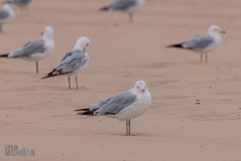 Manistee-Area-Birds-2026-50