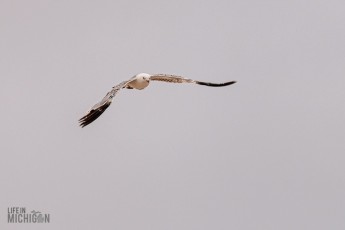 Manistee-Area-Birds-2026-52