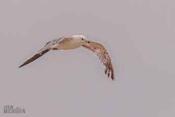 Manistee-Area-Birds-2026-54