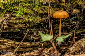 Wild Mushroom on the North Country Trail in Marquette