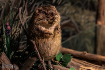 MarquetteRegionalHistoryCenter-HappyHour-2023-64