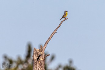 Michigan Audubon - Kirtland's Warbler Tour 2026