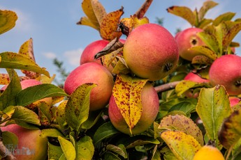 Michigan-Hard-Cider-Tour-2023-20