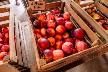 Michigan-Hard-Cider-Tour-2023-5