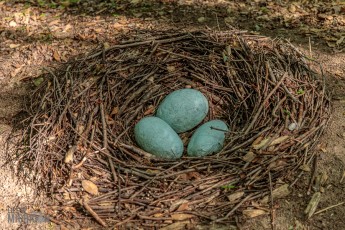 Nina-and-the-Buffalo-Riders-Legacy-Art-Park-8