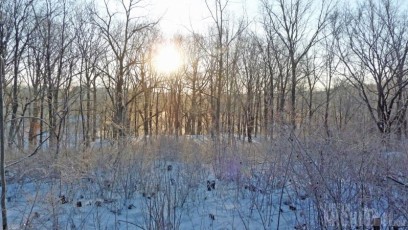 Frosty morning at Leslie Park in Ann Arbor, MI