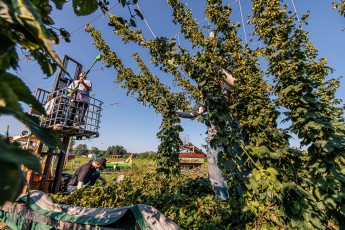 MrWizardHops-Harvest-2023-10