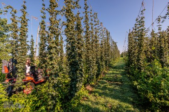 MrWizardHops-Harvest-2023-13