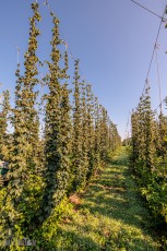 MrWizardHops-Harvest-2023-14