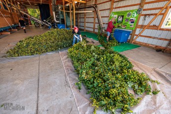 MrWizardHops-Harvest-2023-15