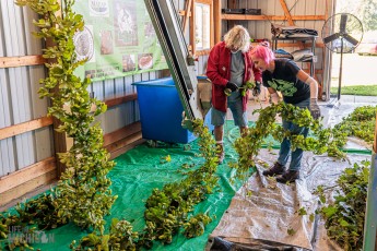 MrWizardHops-Harvest-2023-17