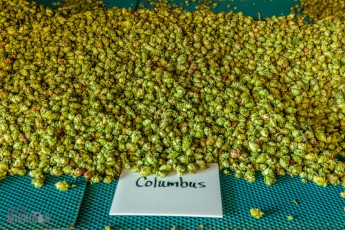 MrWizardHops-Harvest-2023-19